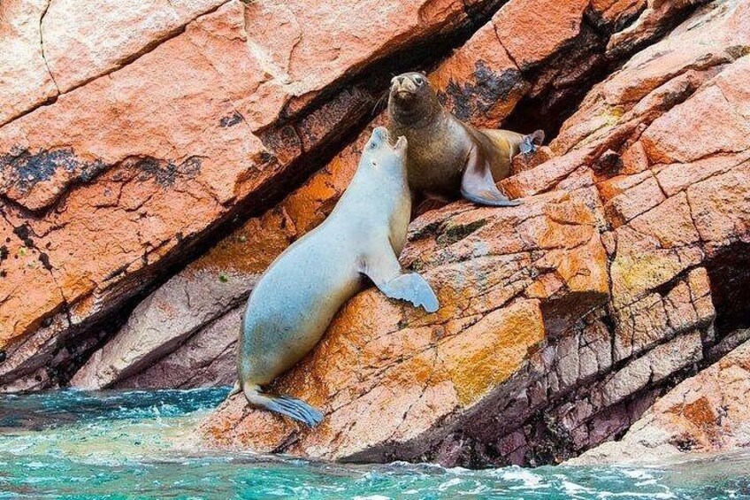 Ballestas Islands - Paracas 2