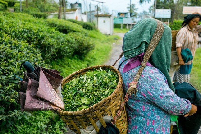 An unfamiliar sight in the wild but a repeated pleasure once served in a cup of tea , the Darjeeling tea gardens. 5