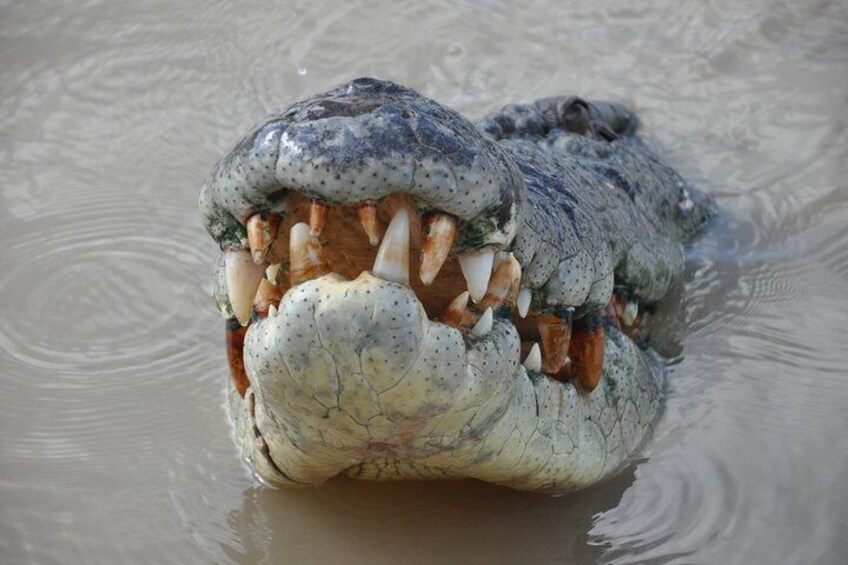 Un cocodrilo parcialmente sumergido en el agua. 4