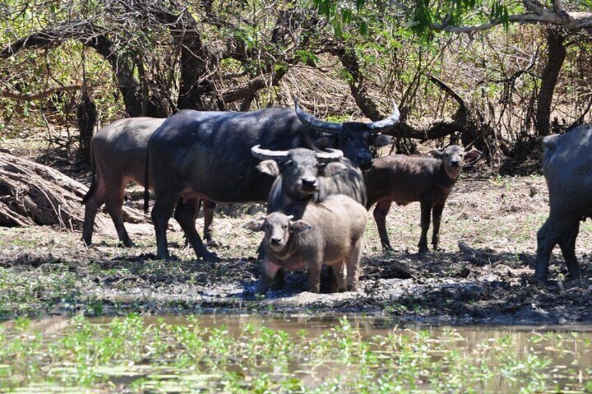 Buffalo 3