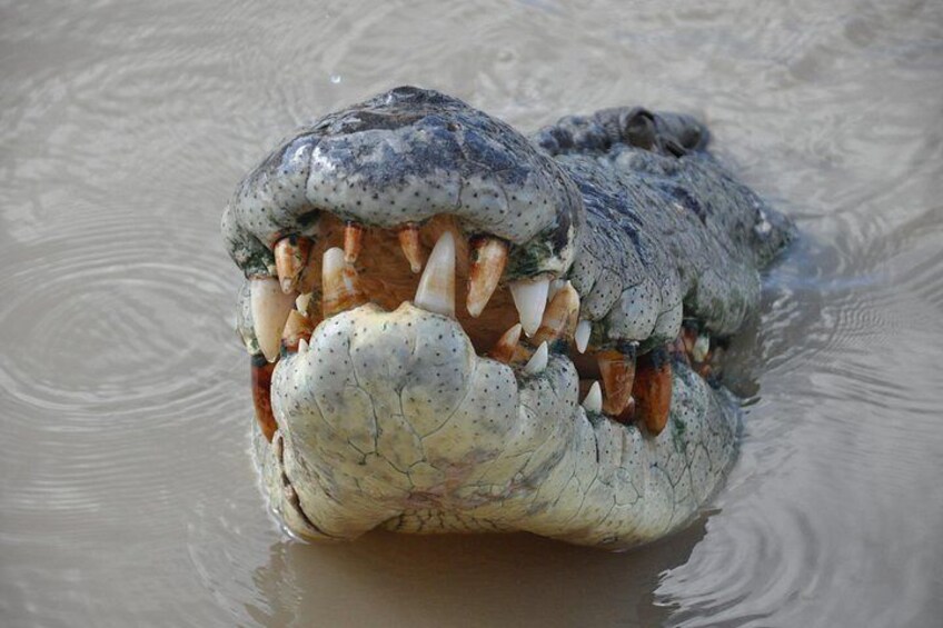 Saltwater Croc 4