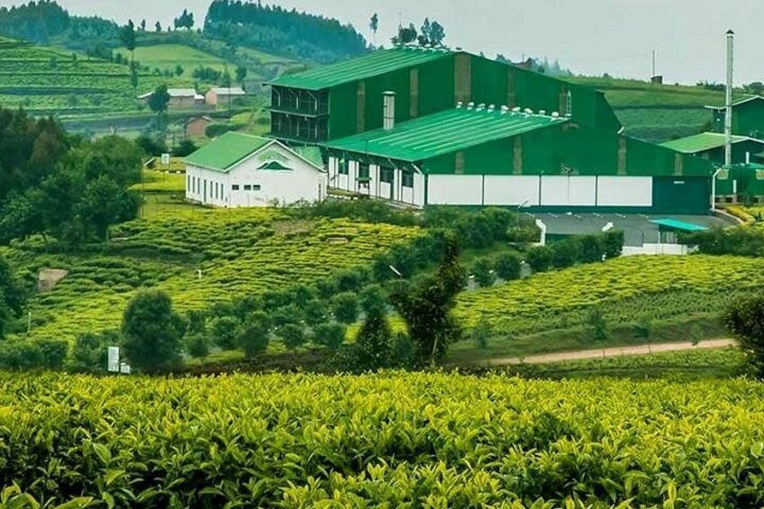 Darjeeling Tea Garden Tour 1