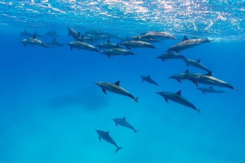 Maafushi: Ship wreck & Nurse shark snorkeling with Dolphin watching