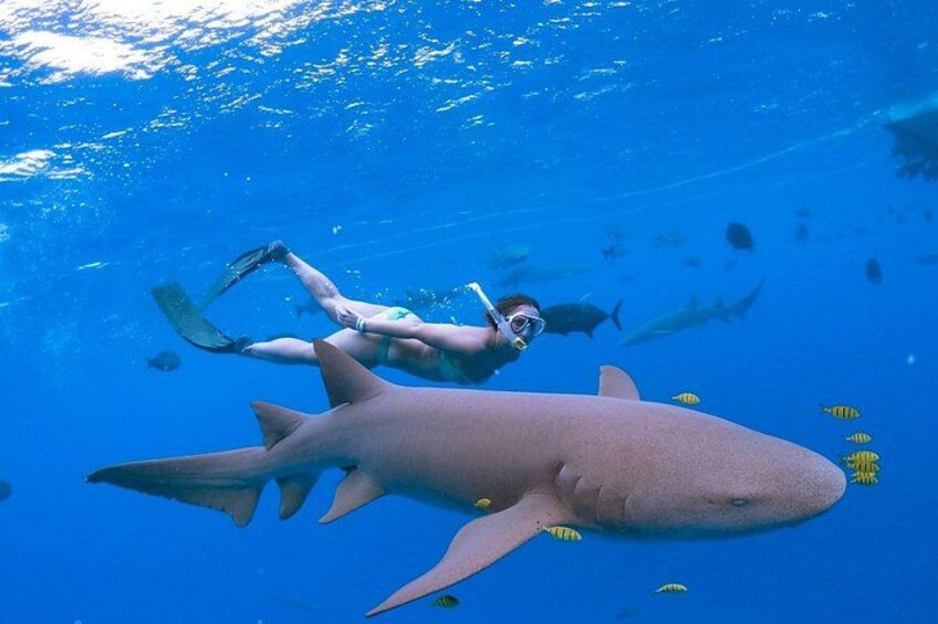Maafushi: Ship wreck & Nurse shark snorkeling with Dolphin watching 5