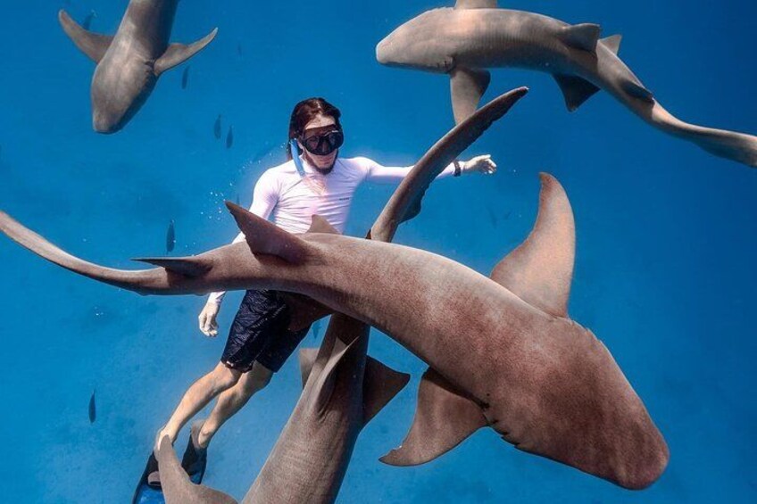 A person snorkeling with sharks in clear blue water. 2
