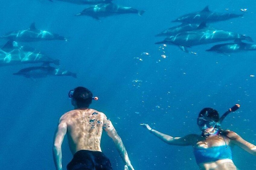 Two people snorkeling underwater with dolphins in the background. 5