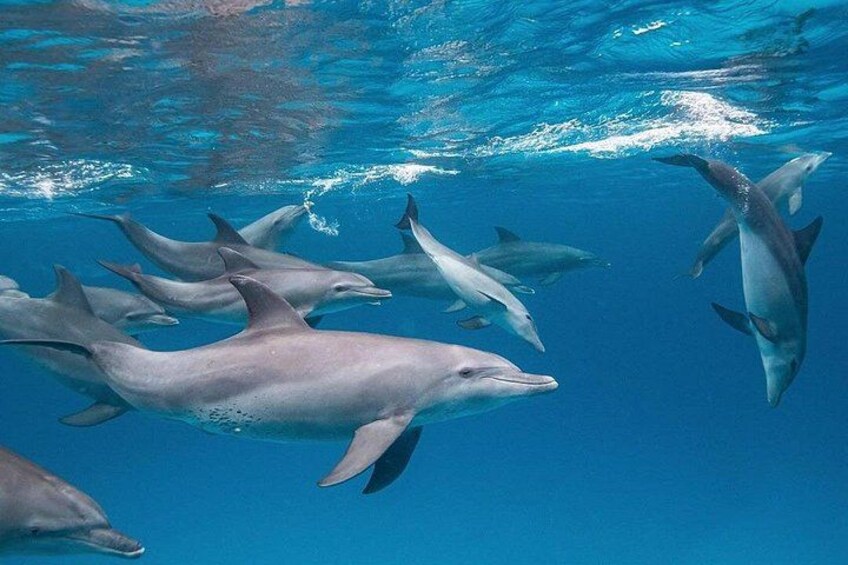 Zanzibar Private Dolphin Tour; Kuza Cave; Paje Beach; The Rock; Jozani Forest 1