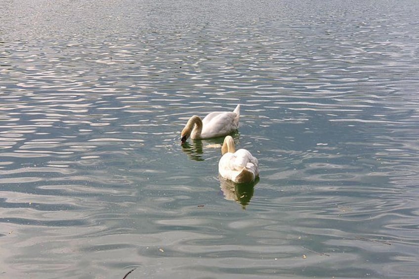 Twee zwanen zwemmen in stilstaand water. 5