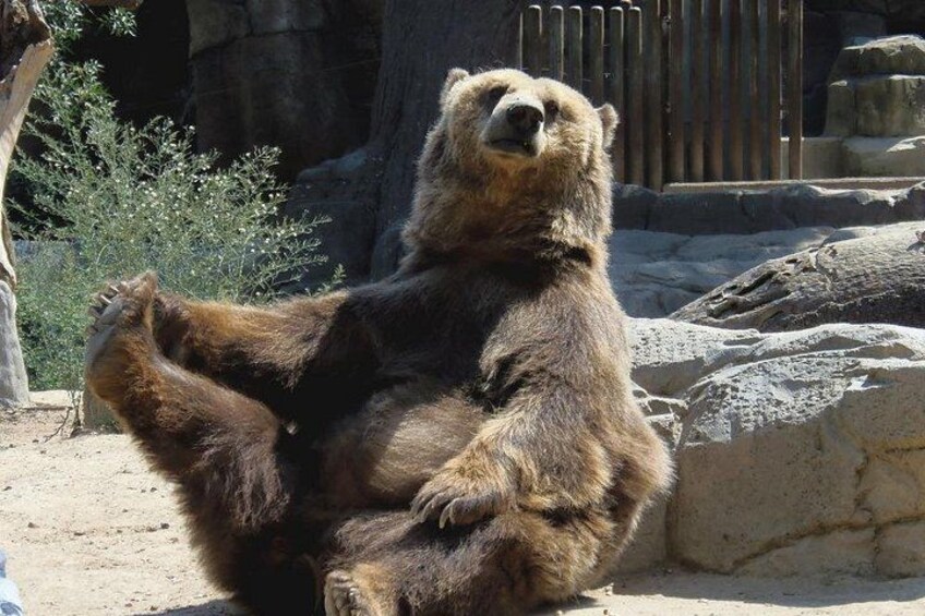 Bears Sanctuary, Dracula Castle and Brasov City - Full Day Trip from Bucharest 4