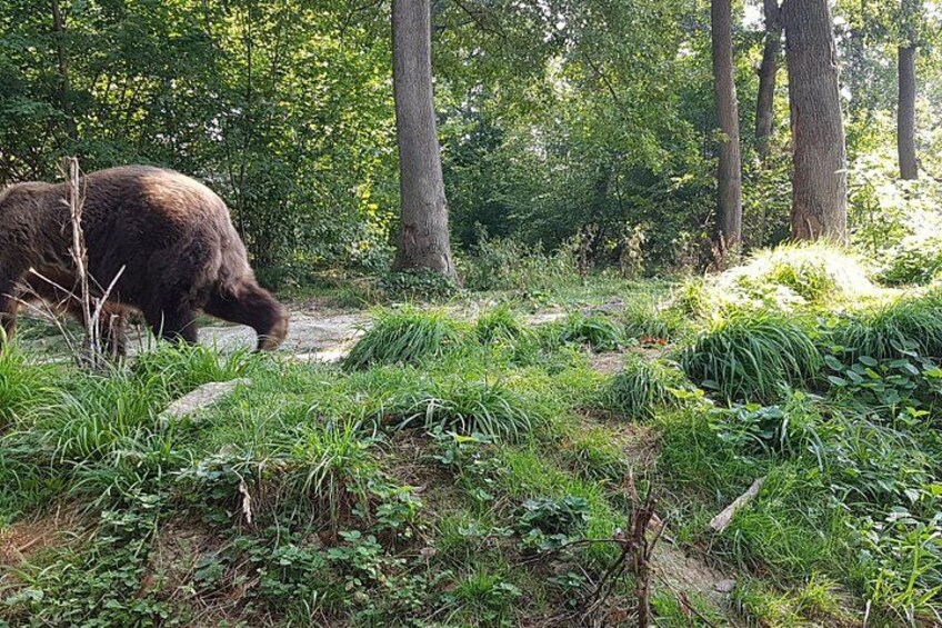 Bears Sanctuary, Dracula Castle and Brasov City - Full Day Trip from Bucharest 5