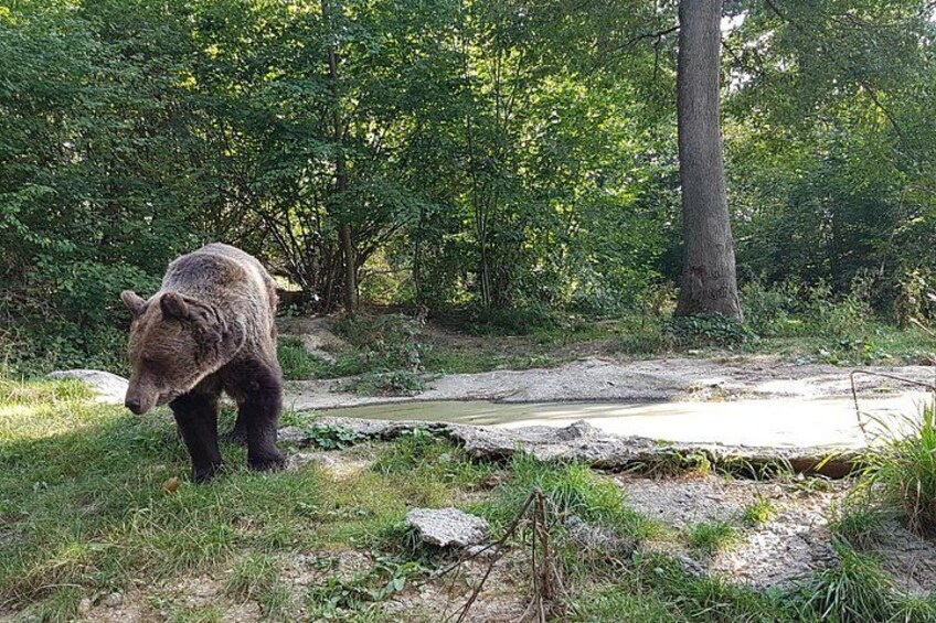 Bears Sanctuary, Dracula Castle and Brasov City - Full Day Trip from Bucharest 3