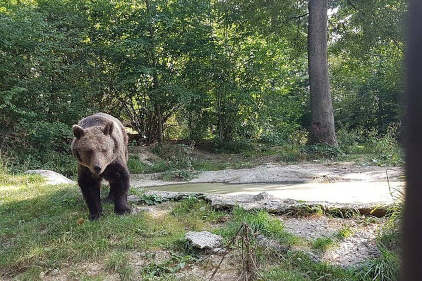 Bears Sanctuary, Dracula Castle and Brasov City - Full Day Trip from Bucharest 5