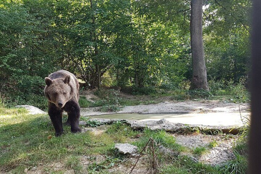 Bears Sanctuary, Dracula Castle and Brasov City - Full Day Trip from Bucharest 5