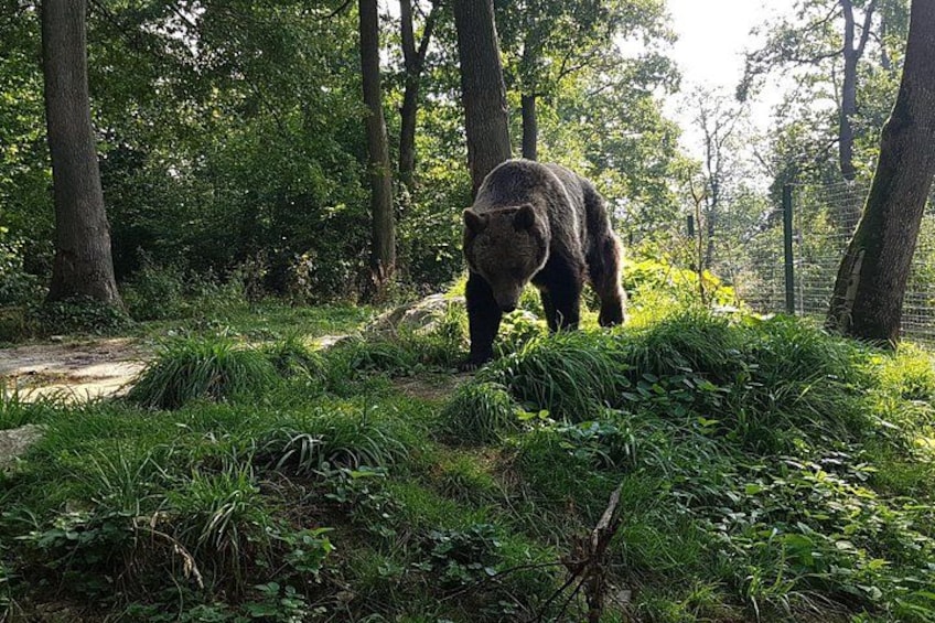 Bears Sanctuary, Dracula Castle and Brasov City - Full Day Trip from Bucharest 2