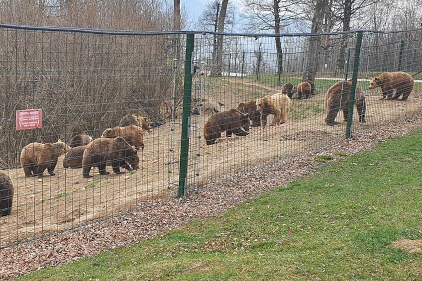 Bears Sanctuary, Dracula Castle and Brasov City - Full Day Trip from Bucharest 2