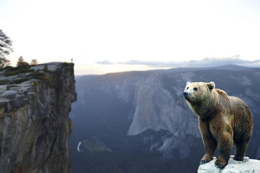 Bears Sanctuary, Dracula Castle and Brasov City - Full Day Trip from Bucharest 5