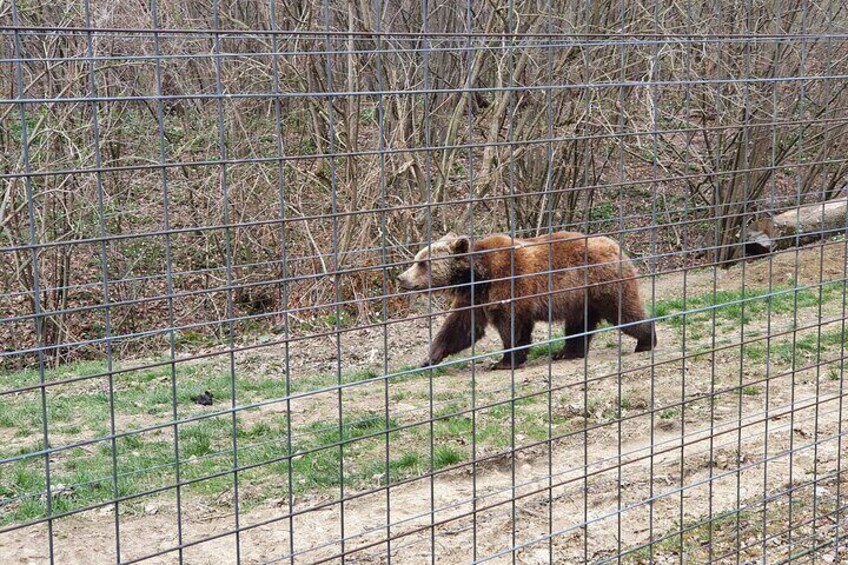 Un oso caminando dentro de un recinto cercado con árboles y suelo de tierra. 2