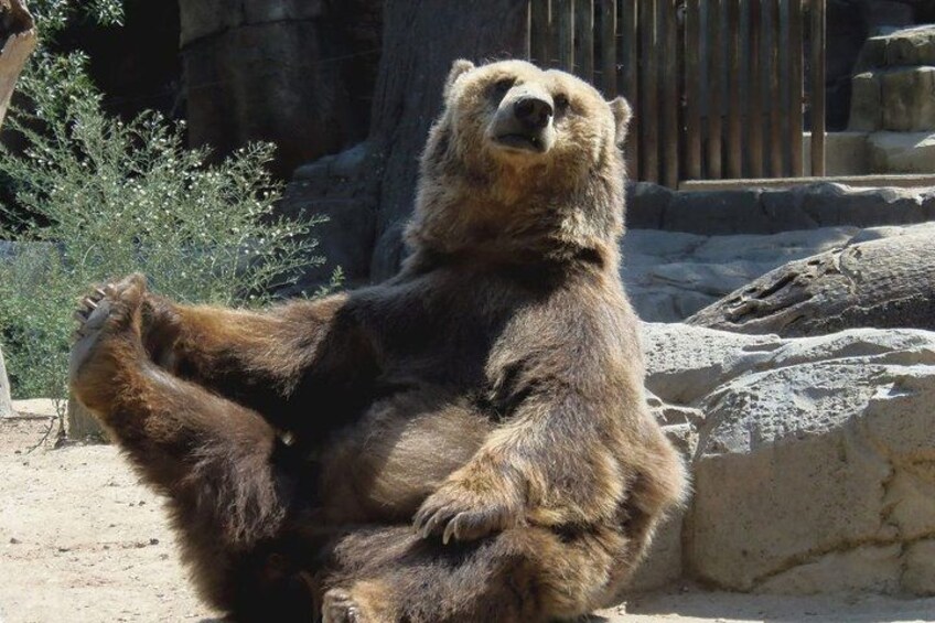 Bears Sanctuary, Dracula Castle and Brasov City - Full Day Trip from Bucharest 1