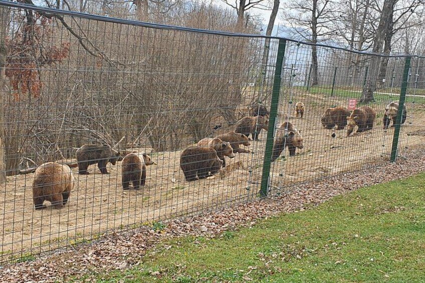 Bears Sanctuary, Dracula Castle and Brasov City - Full Day Trip from Bucharest 2
