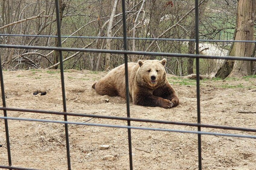 Bears Sanctuary, Dracula Castle and Brasov City - Full Day Trip from Bucharest 3