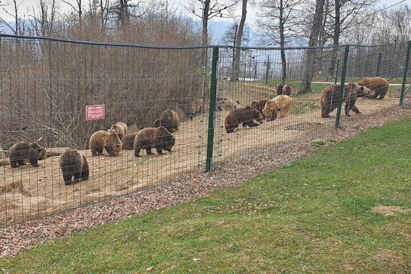 Un grupo de osos en un recinto cercado con un letrero que indica una zona de alimentación. 3