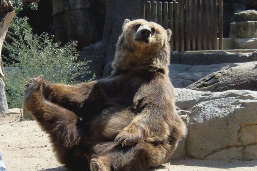 Bears Sanctuary, Dracula Castle and Brasov City - Full Day Trip from Bucharest 4