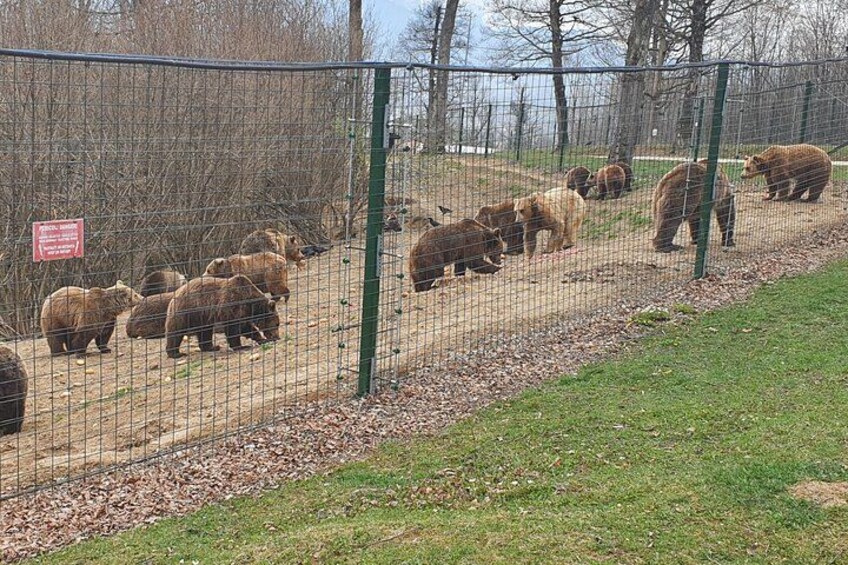 Bears Sanctuary, Dracula Castle and Brasov City - Full Day Trip from Bucharest 3