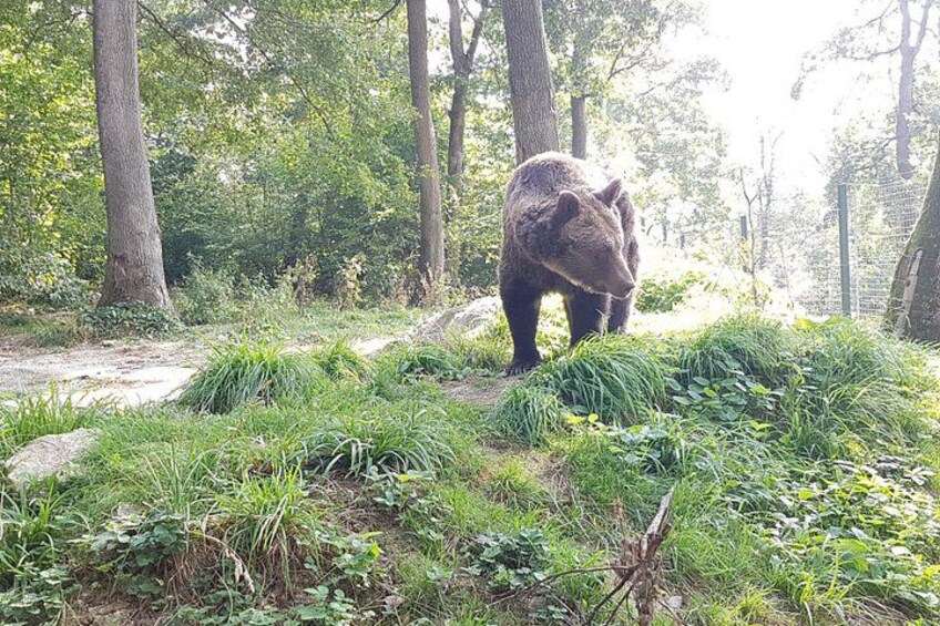 Bears Sanctuary, Dracula Castle and Brasov City - Full Day Trip from Bucharest 2