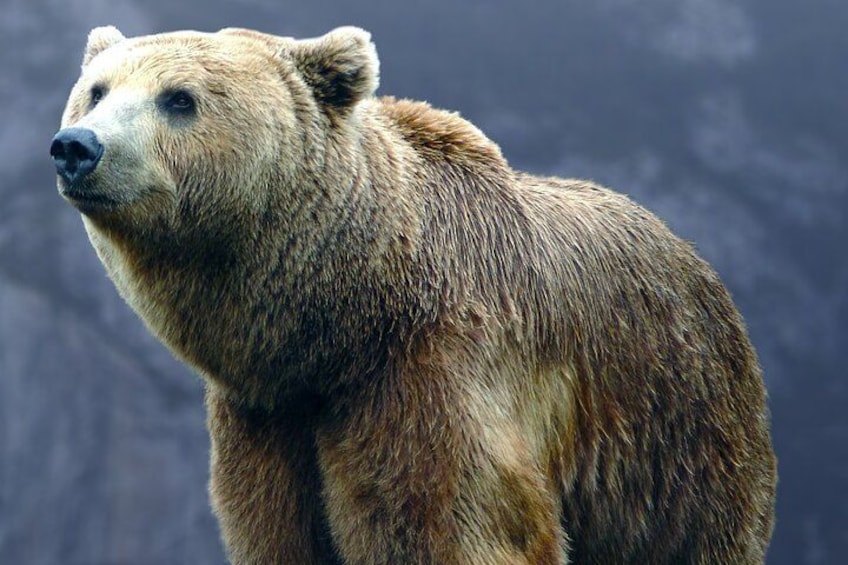 Bears Sanctuary, Dracula Castle and Brasov City - Full Day Trip from Bucharest 4