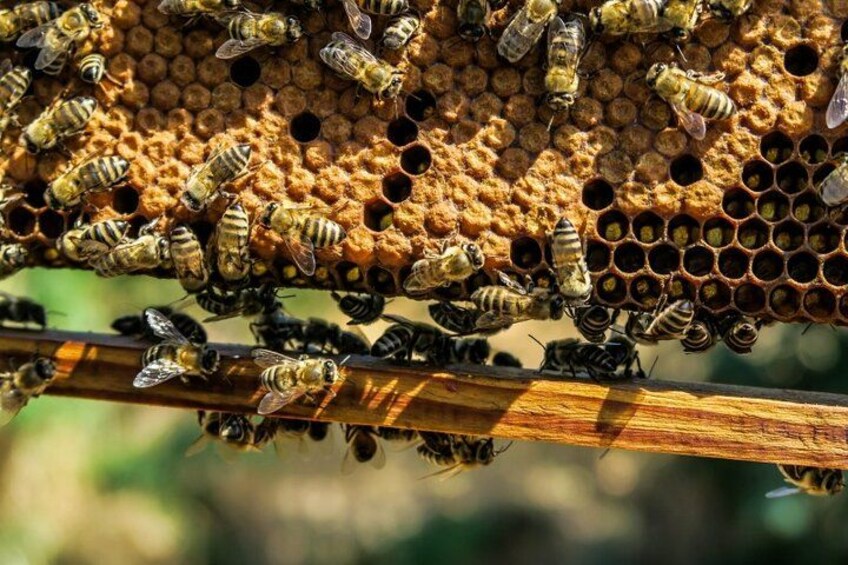 Un panal con abejas sobre una estructura de madera. 2