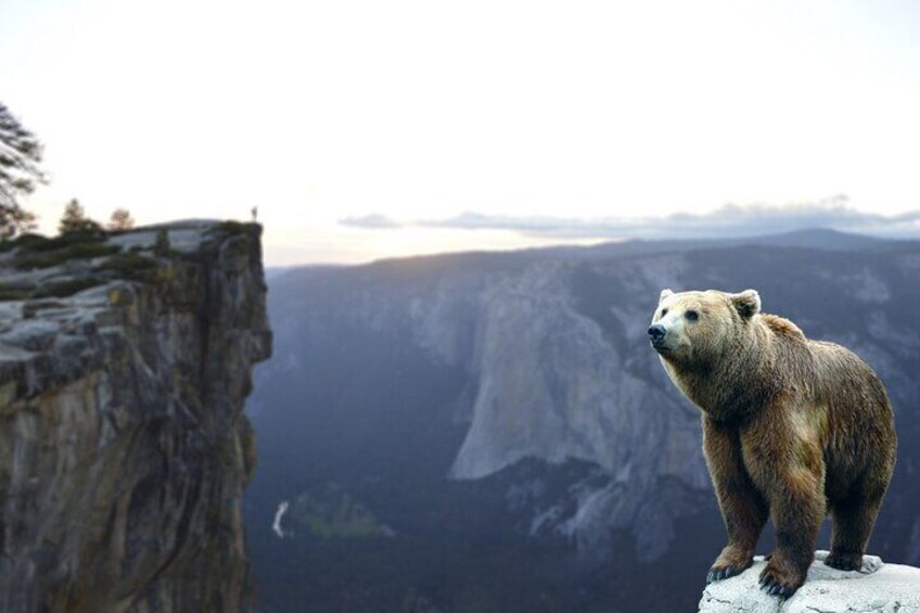 Bears Sanctuary, Dracula Castle and Brasov City - Full Day Trip from Bucharest 5