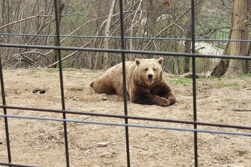 Bears Sanctuary, Dracula Castle and Brasov City - Full Day Trip from Bucharest 3