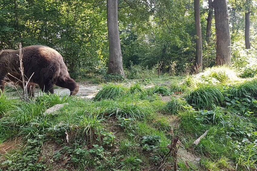 A bear walking through a forested area with tall trees and dense underbrush. 4