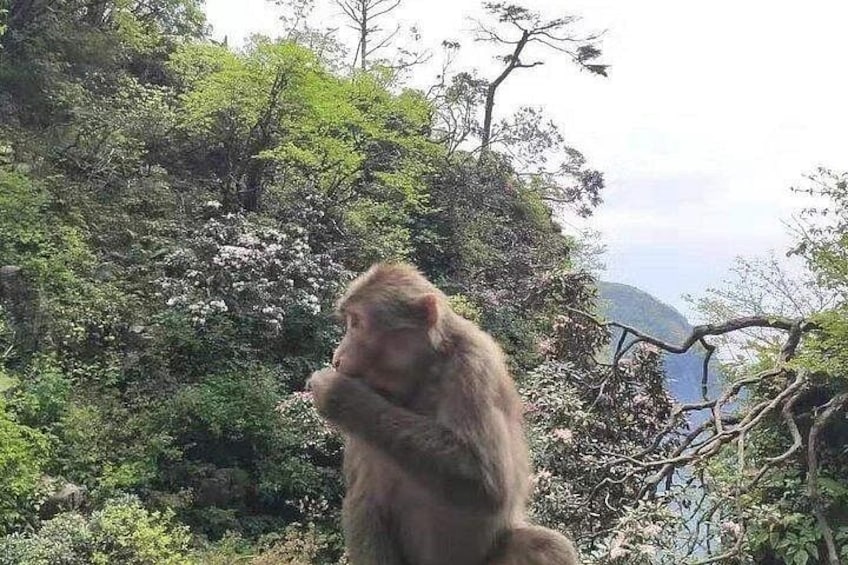 Private Full-day Trip: Leshan Giant Buddha&Emeishan Scenic Resort 3