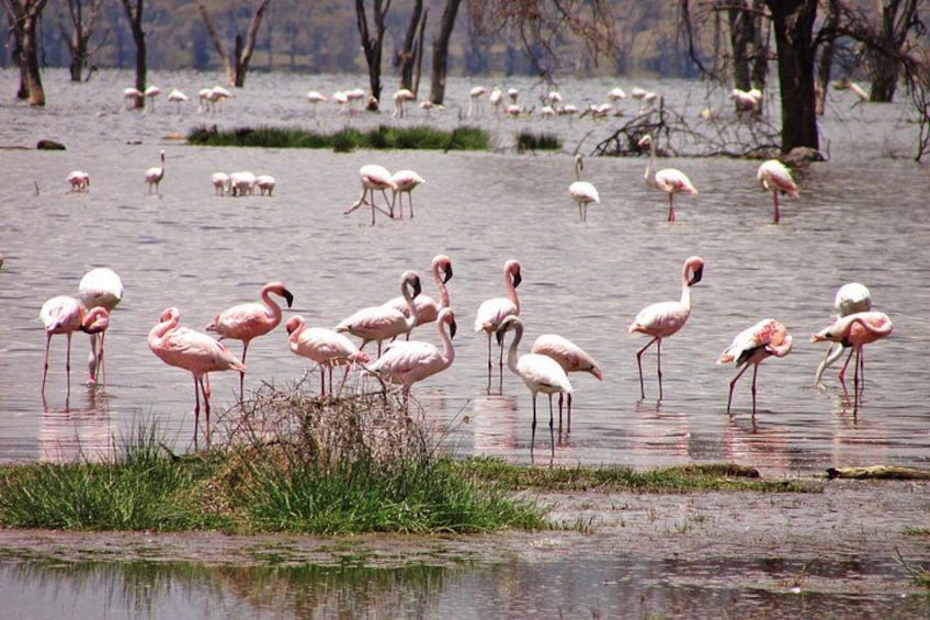 A group of flamingos standing in shallow water with trees in the background. 4
