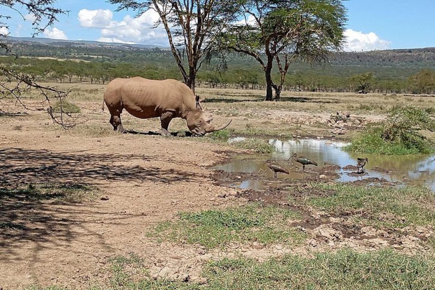 A rhinoceros near a waterhole with birds. 2