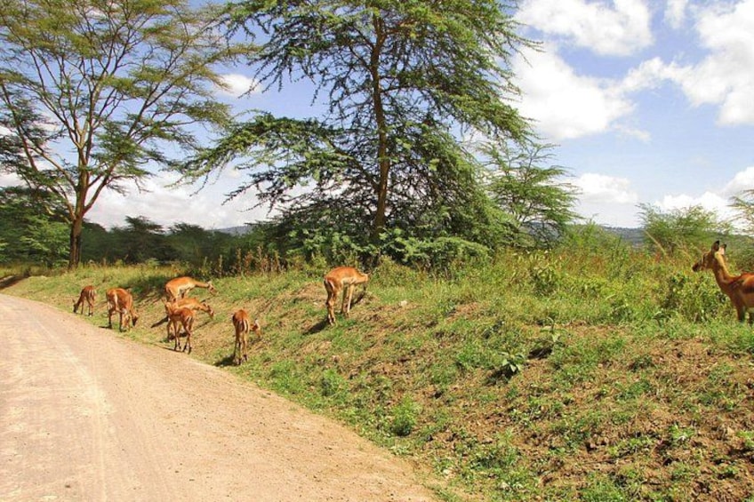 A dirt road with a herd of antelopes grazing near trees. 3