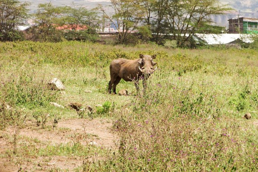 A kudu in a grassy field with sparse trees and a distant building. 5