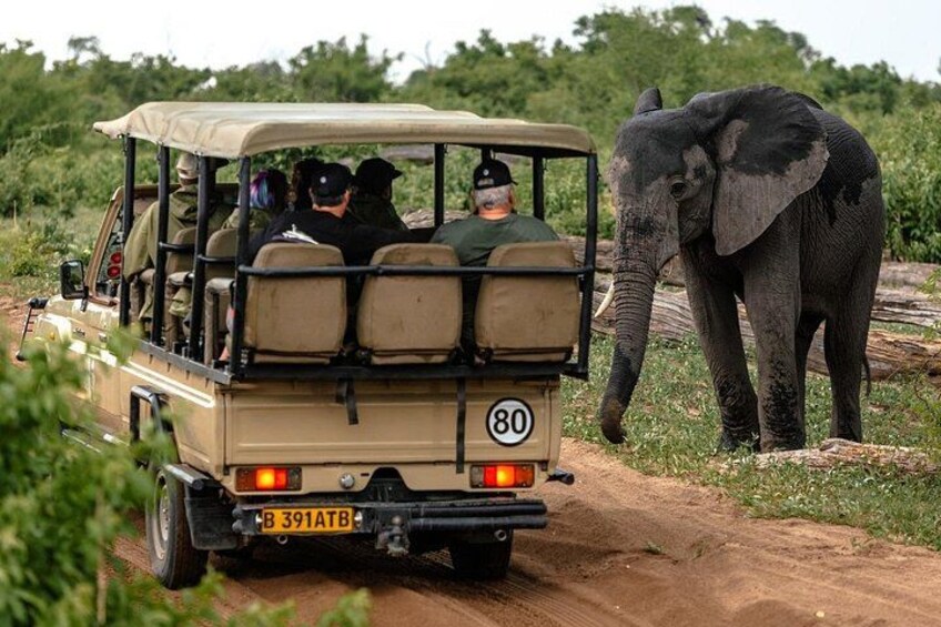 En safari-jeep med passagerer og en elefant på en støvet vej. 1