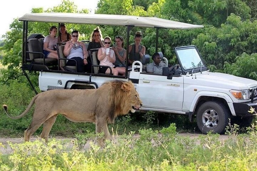 En safaribil med passagerer og en løve, der går ved siden af. 3