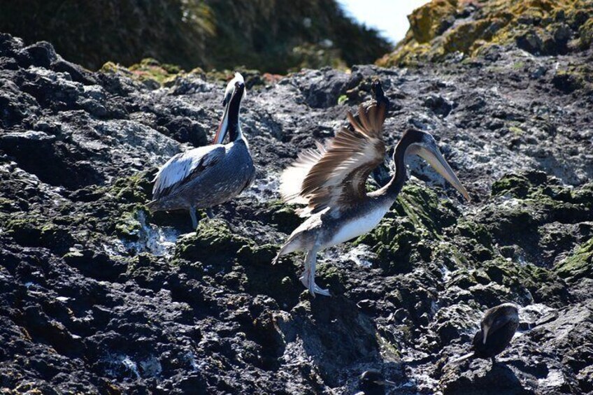 Pelican