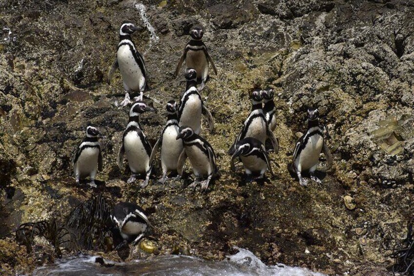 Magellanic Penguins