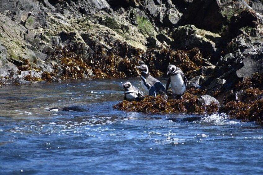 Magellanic Penguins / (Spheniscus magellanicus)