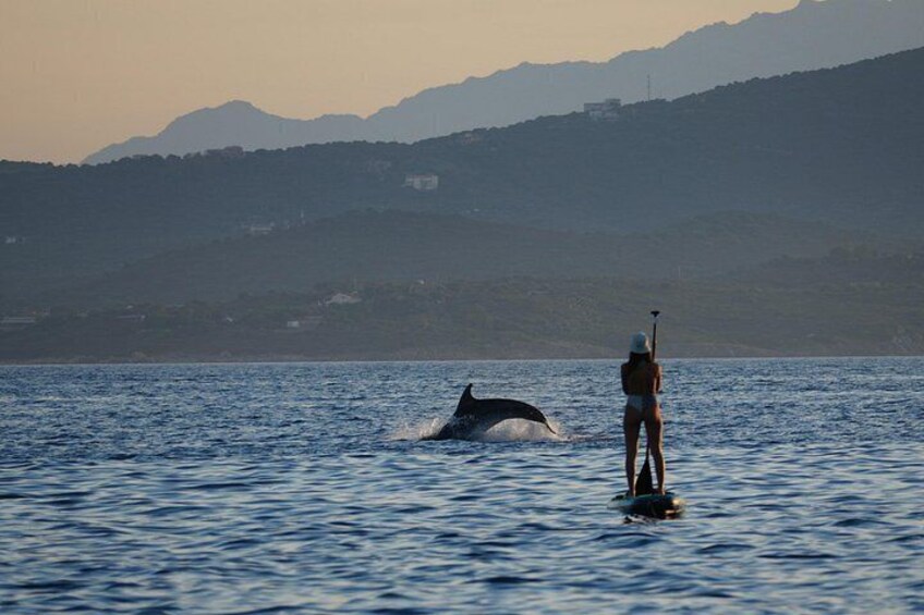 En person står på paddleboard tæt på en delfin i havet, med bjerge i baggrunden. 1