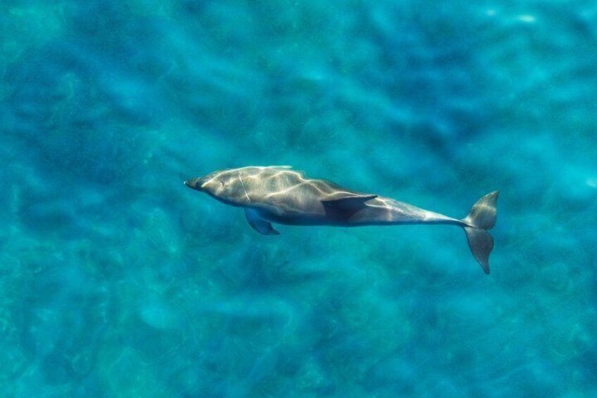 Golfo Aranci : SUP & Dolphins, Snorkeling and Photos - Certified Guides 2