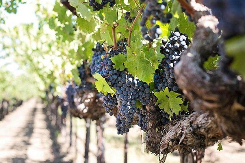 Etna trekking and wine tasting 4