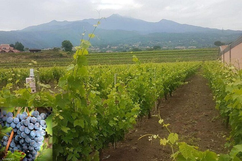 Etna trekking and wine tasting 3