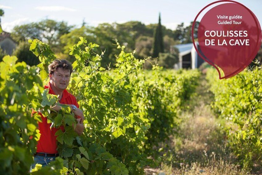The winemaker at the heart of his vineyard 5