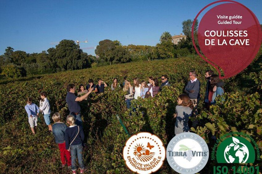 The vines 2