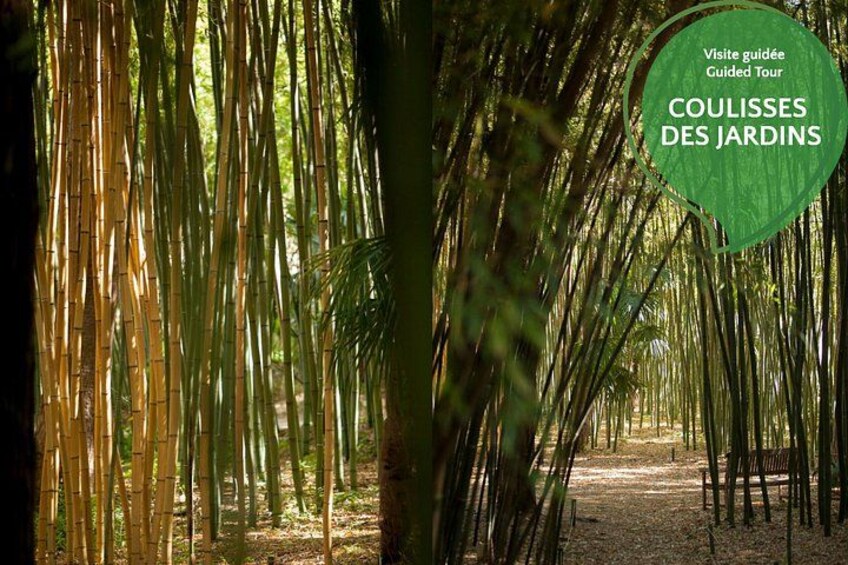 The Bamboo forest 5